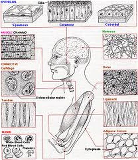Types Of Tissues Anatomy And Physiology
