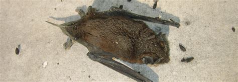 Maybe you would like to learn more about one of these? What kind of noises and sounds do bats make when they live ...
