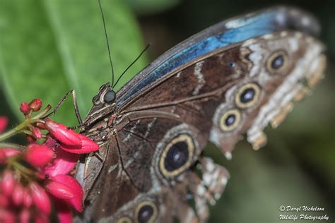 Butterfly Ii Wildlife Photography Wildlife Photography
