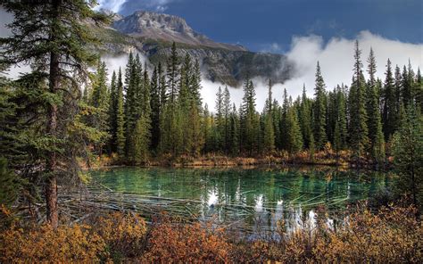 Indir Duvar Kağıdı Kanada Albert Yaz Dağlar Göl Ağaç Orman