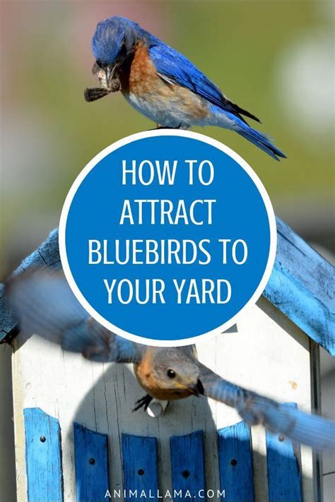 Such birds like bees are attracted to places where there are flowers. How to Attract Bluebirds: Satisfy These 4 Essential ...