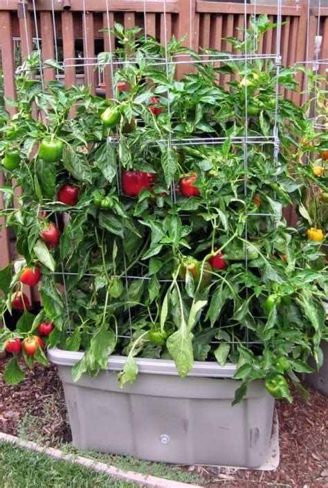 How To Grow Bell Peppers In A Pot My Desired Home Growing Tomato