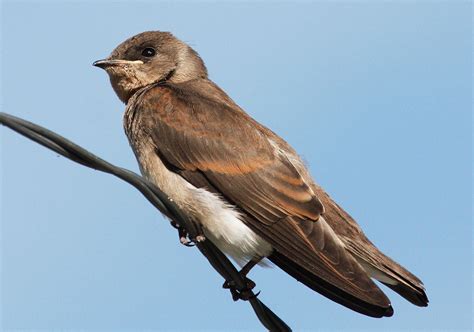 Northern Rough Winged Swallow Swallow Barn Swallow Tree Swallow