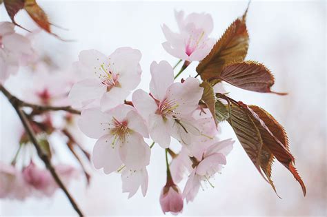 Cherry Blossom Wall Mural Cherry Blossom Wallpaper Printed Walls