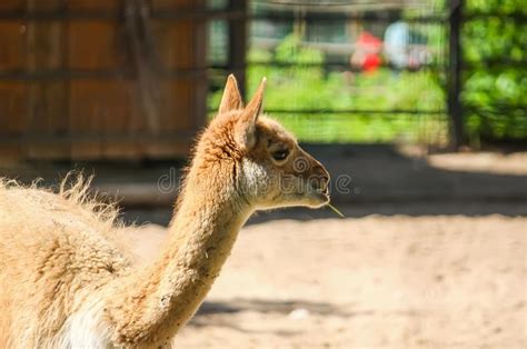 Lama Eating Hay In Zoological Garden Stock Photo Image Of Mammal