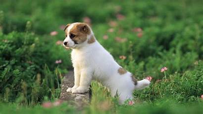 Puppies Wallpapers Resolution