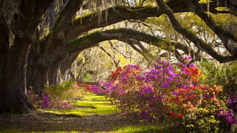 Azalea Magnolia South Carolina Tree Hd Flowers Wallpapers Hd