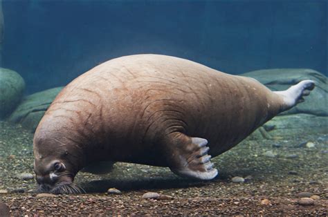 Walrus At Hamburg Zoochat