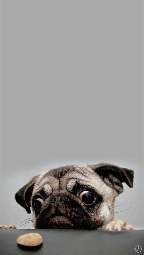 Cute Pug Iphone Wallpapers Wallpaper Cave