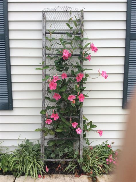 Mandavila Vine Growing Up Old Ladder Flower Trellis Garden