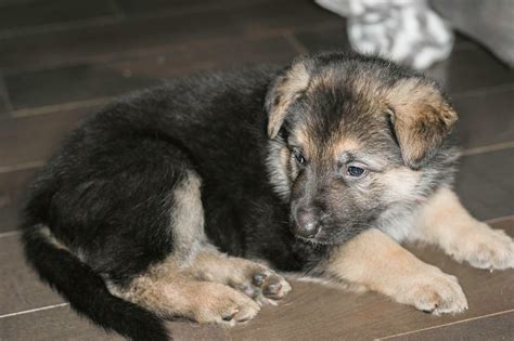 German Shepherd Pup Puppy Dog Photo Pup Photography Photography By
