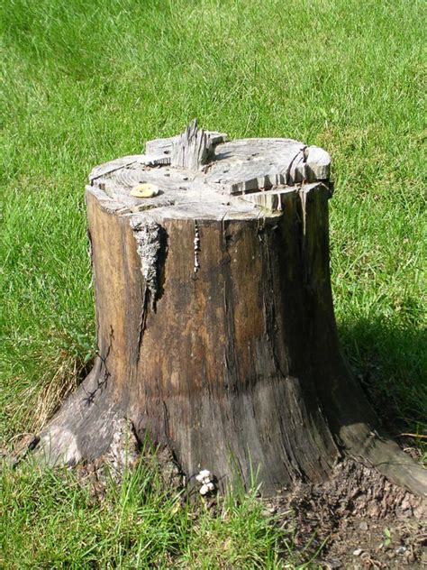 Two Methods Of Removing Tree Stumps Climbers Way Tree Care