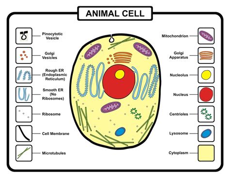 Animal cell lysosones are takes part in lntracellular digestion. Function of Cytoplasm and Its Various Components | Udemy Blog