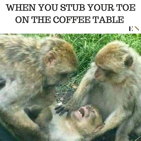 This Is The Most Relateable Monkey On The Internet Funny