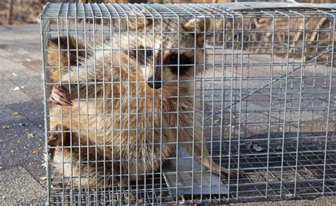 PETITION: Justice for Raccoon Trapped in Cage and Set on ...