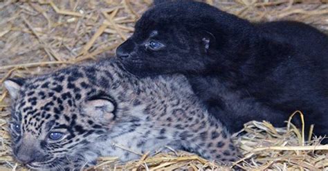 Rare Adorable Black Jaguar Cub Born At Big Cat Sanctuary In The Uk Assignment Point