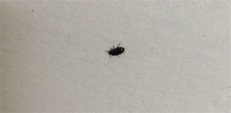 We have sprayed using mortein and. Identifying Small Black Bugs | ThriftyFun