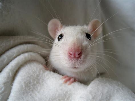 Ratten Als Haustiere Haltung Züchter Und Mehr Marktde