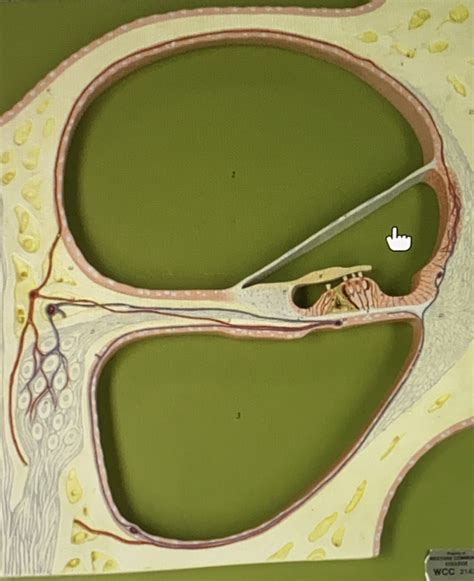 Cross Section Of Cochlea Diagram Quizlet