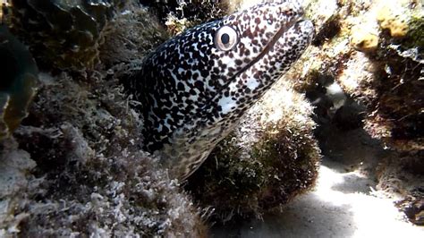 Moray eels, to my certain knowledge, will bite if provoked. spotted moray eel bites camera - YouTube