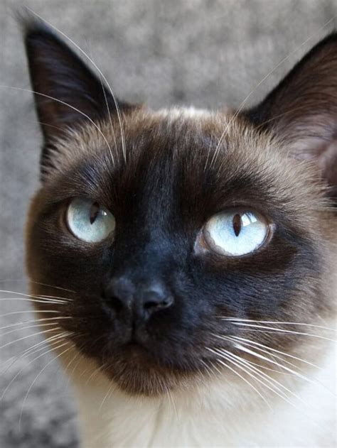 Why Do Siamese Cats Meow So Much Story The Discerning Cat