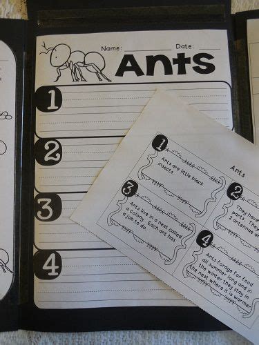The Paper Maid Interactive Ant Lapbook Lapbook Ants I