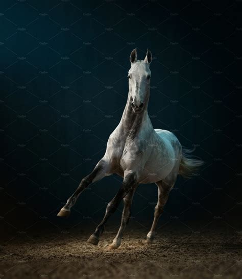 Akhal Teke Horse Running In Darkness High Quality Animal Stock Photos