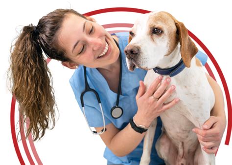 Dental And Surgery Services Midwestern Veterinary Dentistry