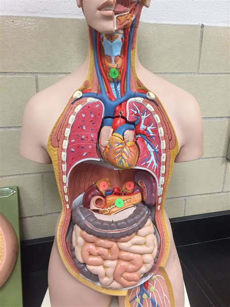 Pin On Anatomy And Physiology Human Organ Model