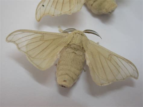 Silk worm moth. This thing is insane looking. | Papillon de nuit