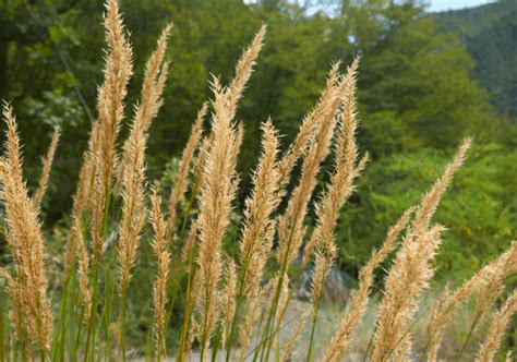 The Korean Feather Reed Grass Calamagrostis Brachytricha Care Guide