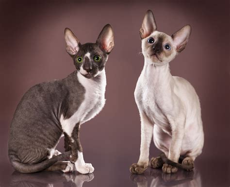 Nós Os Cachorros No Japão Raças De Gato Cornish Rex