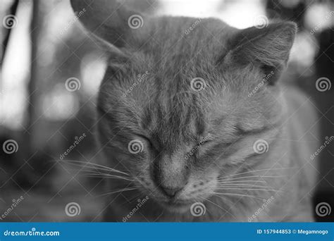 Cat Sleeps Outdoor Closeup Face Black And White Photo Stock Image