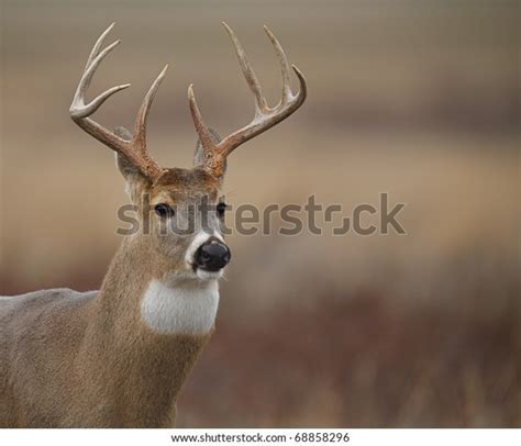 Whitetail Buck Deer Portrait On National Stock Photo 68858296