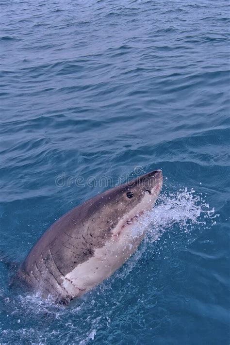 Great White Shark Gansbaai South Africa Stock Photo Image Of