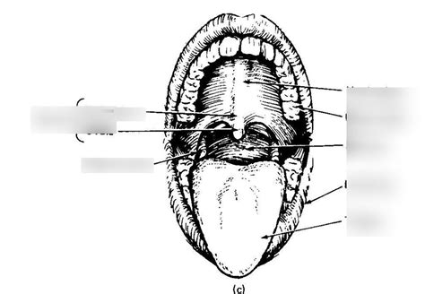 Oral Cavity Diagram Quizlet