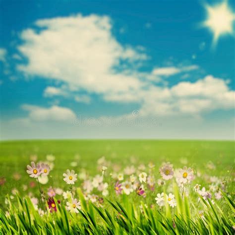 Green Meadow With Daisy Flowes Natural Backgrounds For Your Design