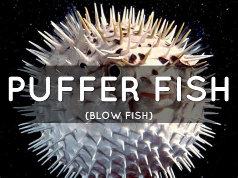 Puffer Fish By Roman Lewis