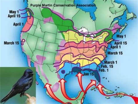 Bird Mortality Biogrounds