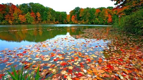 Fall Leaves Wallpapers Bigbeamng