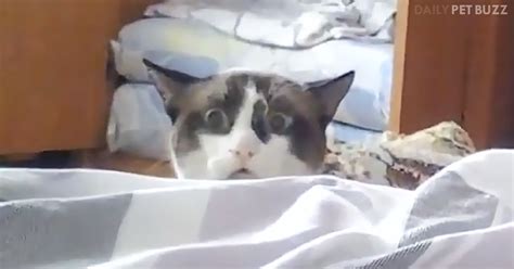 Funny Cat Playing Peek A Boo Will Fright And Delight With His Funny
