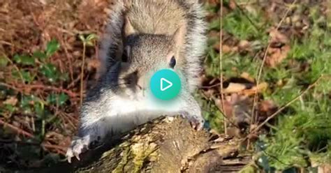 Summoning Squirrels Album On Imgur