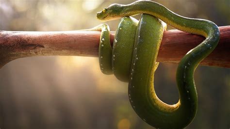 2560x1440 Boa Green Snake 1440p Resolution Hd 4k Wallpapers Images