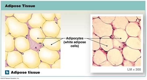 Diagram Of Adipose Tissue