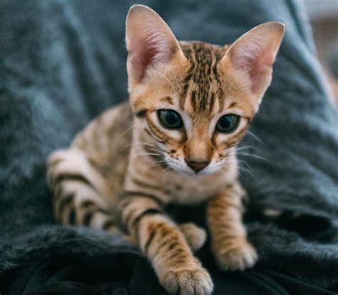 When you talk to the breeder, don't forget to mention you found them on pets4you.com. Savannah Cats For Sale | Seattle, WA #238767 | Petzlover