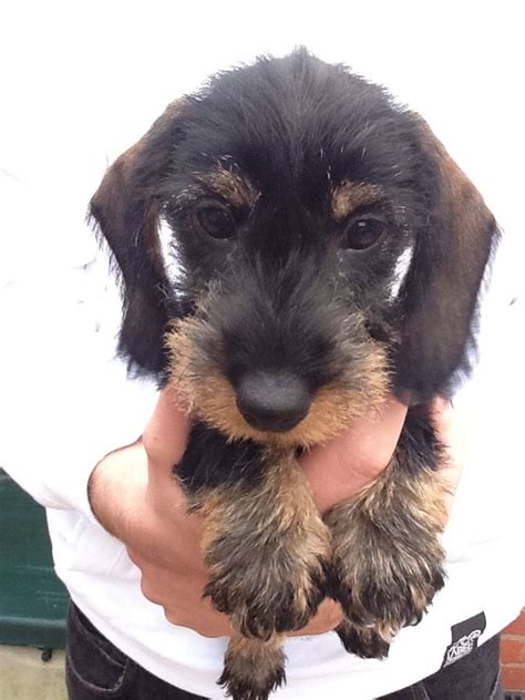 The smooth haired dachshund, wirehaired dachshund, and the longhaired dachshund. Mini Wirehaired dachshund puppies | Telford, Shropshire | Pets4Homes