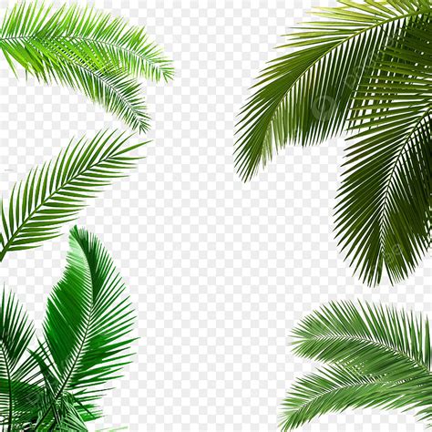 Palm Leaf PNG Vector PSD And Clipart With Transparent Background For