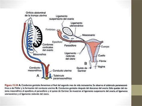 Embriología Del Aparato Genital Femenino