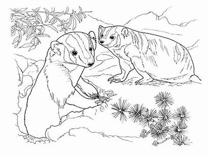 Badgers Coloring Badger Pages Animals Garden Honey