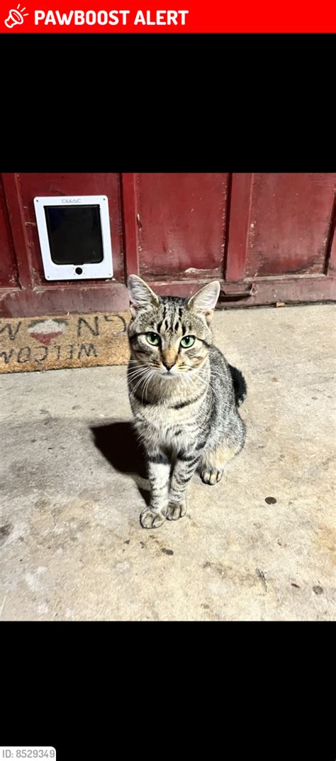 Lost Male Cat In Montgomery County Pa 19490 Named Todo Id 8529349 Pawboost